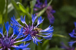 Eine blaue Blüte mit einer Biene.