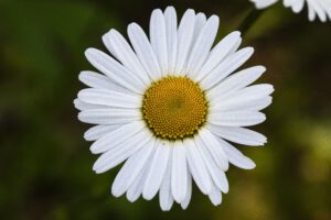 Nahaufnahme eines Gänseblümchen.