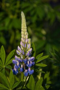 Eine blaue Lupine die unten geöffnet ist.