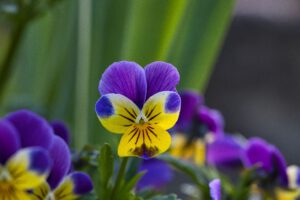 Gelb blaue lila Stiefmütterchen.