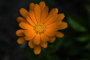 Eine orange offene Blüte.