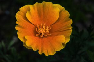 Eine orange blühende Mohnblume.