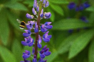 Eine Hummel im Anflug auf eine blau lila Blume.
