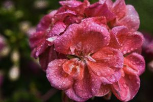 Eine rosa nasse Blüte.