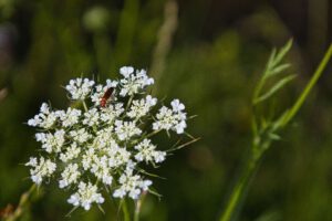 Weiße Wilde Möhre mit einem rötlichen Käfer drauf.