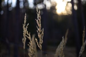 Von der Abendsonne angeschiene Halme.